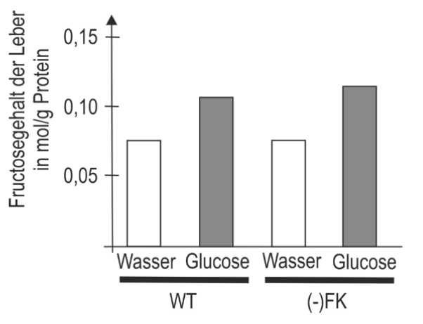 Balkendiagramm: Lebergehalt an Fructose bei WT und (-)FK nach Wasser vs. Glucose, Glucose höher.